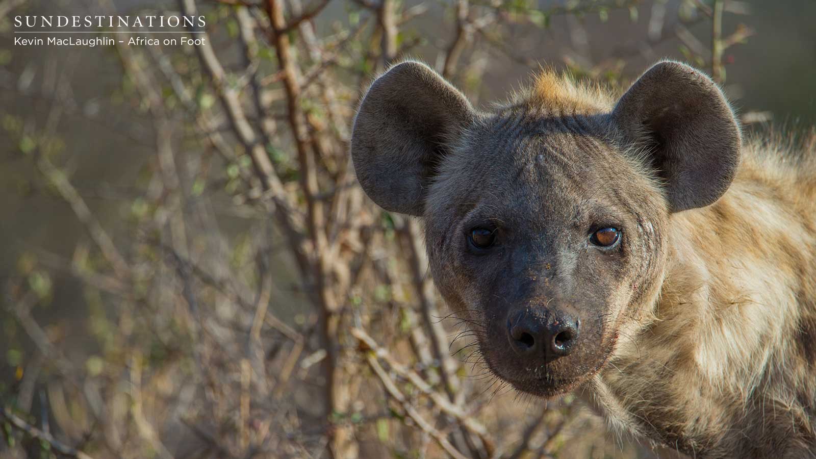 Hyena Cub Africa on Foot Hyena Cub Africa on Foot