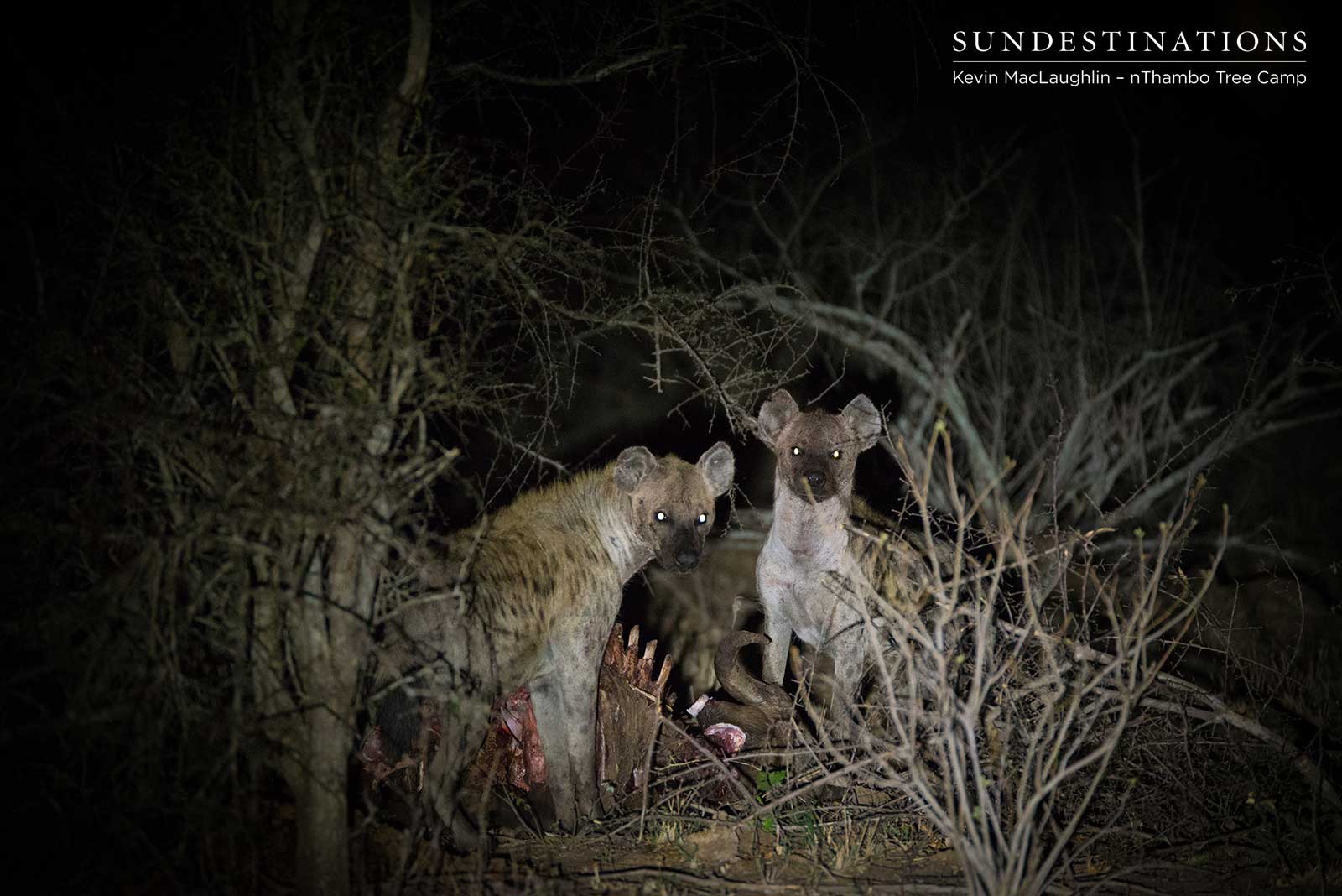 Hyena at Night Hyena at Night