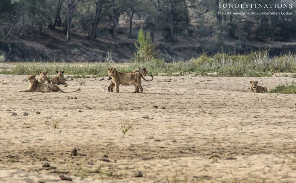 A moment in time with 5 young females from the Mhangeni Pride, spread out in the Sand River bed. A moment in time with 6 young females from the Mhangeni Pride, spread out in the Sand River bed.