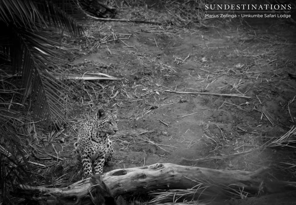 Little Bush's female cub Little Bush's female cub