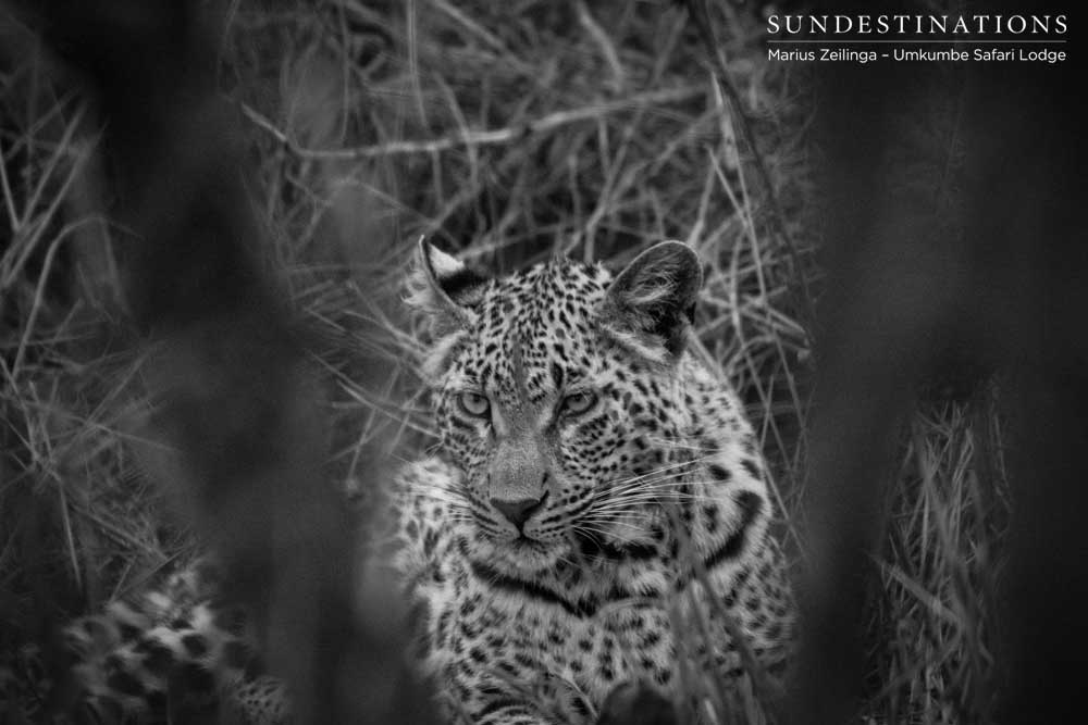 Little Bush's female cub Little Bush's female cub