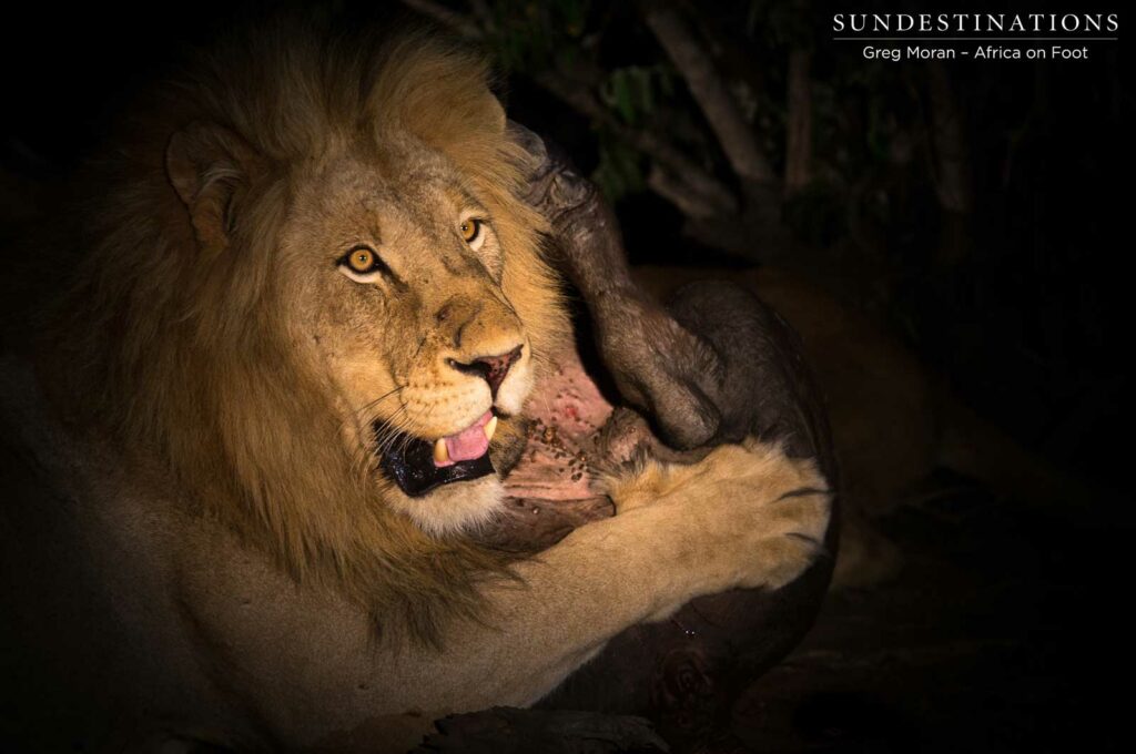 Lions making the kill Lions making the kill