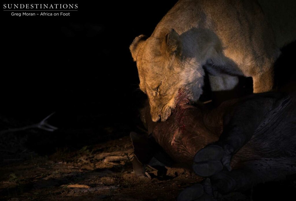 Lions making the kill Lions making the kill