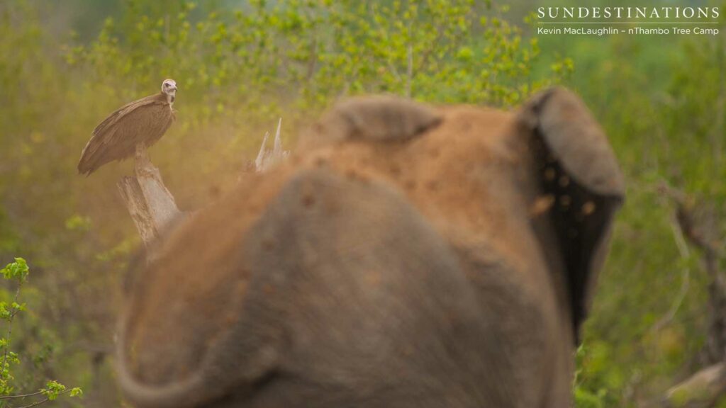 The mother elephant caked herself in dust and dirt to try and intimidate the scavenging predators The mother elephant caked herself in dust and dirt to try and intimidate the scavenging predators