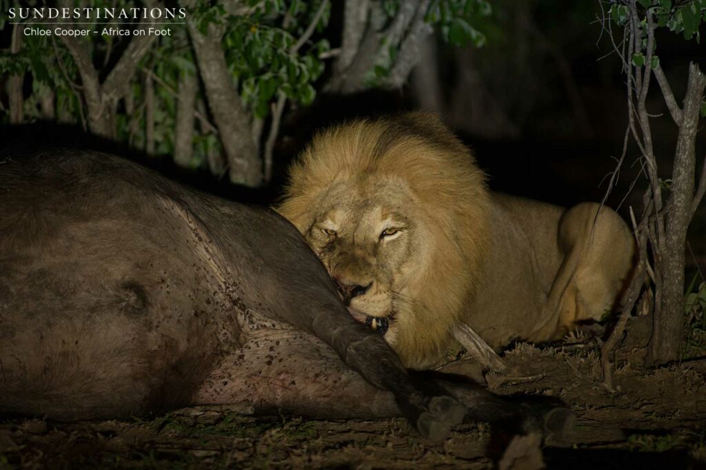 Mapoza male feeding on the recently killed buffalo Mapoza male feeding on the recently killed buffalo