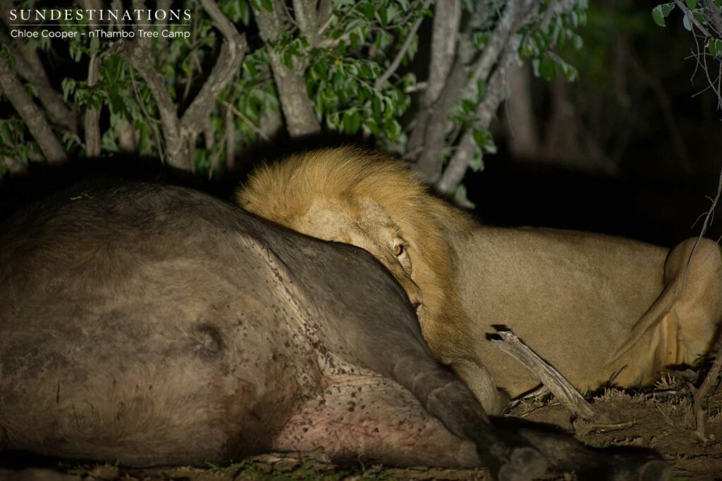 Mapoza male feeding on the recently killed buffalo Mapoza male feeding on the recently killed buffalo