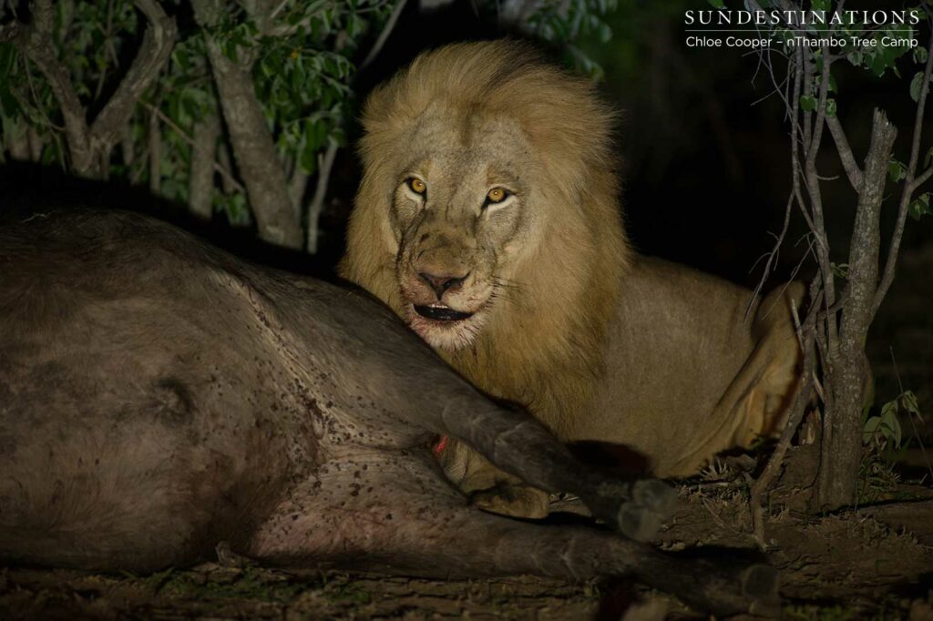 Mapoza male feeding on the recently killed buffalo Mapoza male feeding on the recently killed buffalo