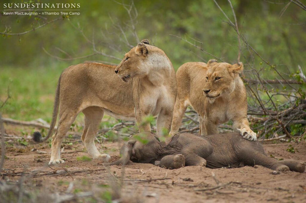 The Ross Breakaway lionesses pause to check where the mother elephant is The Ross Breakaway lionesses pause to check where the mother elephant is