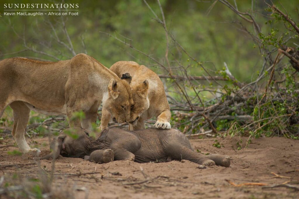 The lionesses bond over this shared meal, as the lifeless calf remains peacefully intact The lionesses bond over this shared meal, as the lifeless calf remains peacefully intact