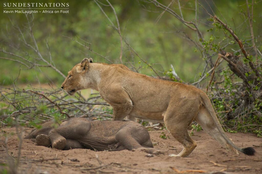 As the mother elephant approaches, the lionesses run for cover, abandoning the carcass As the mother elephant approaches, the lionesses run for cover, abandoning the carcass