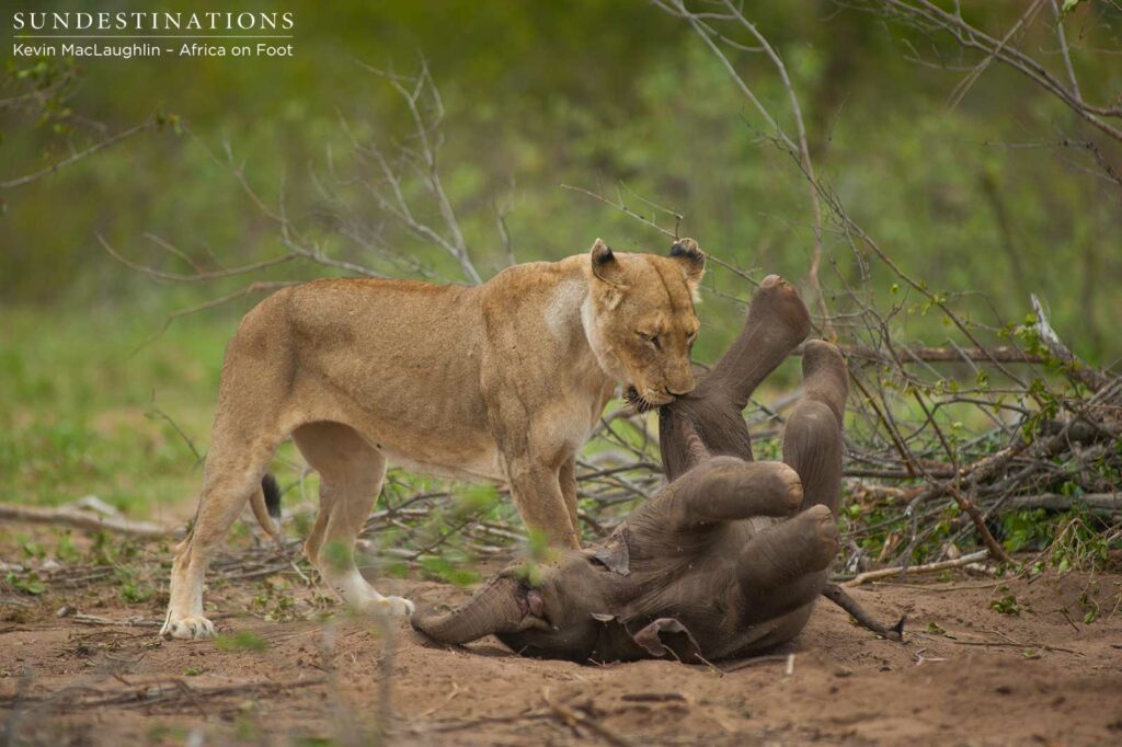 While the mother elephant is distracted, the lionesses attempt to take the stillborn calf While the mother elephant is distracted, the lionesses attempt to take the stillborn calf