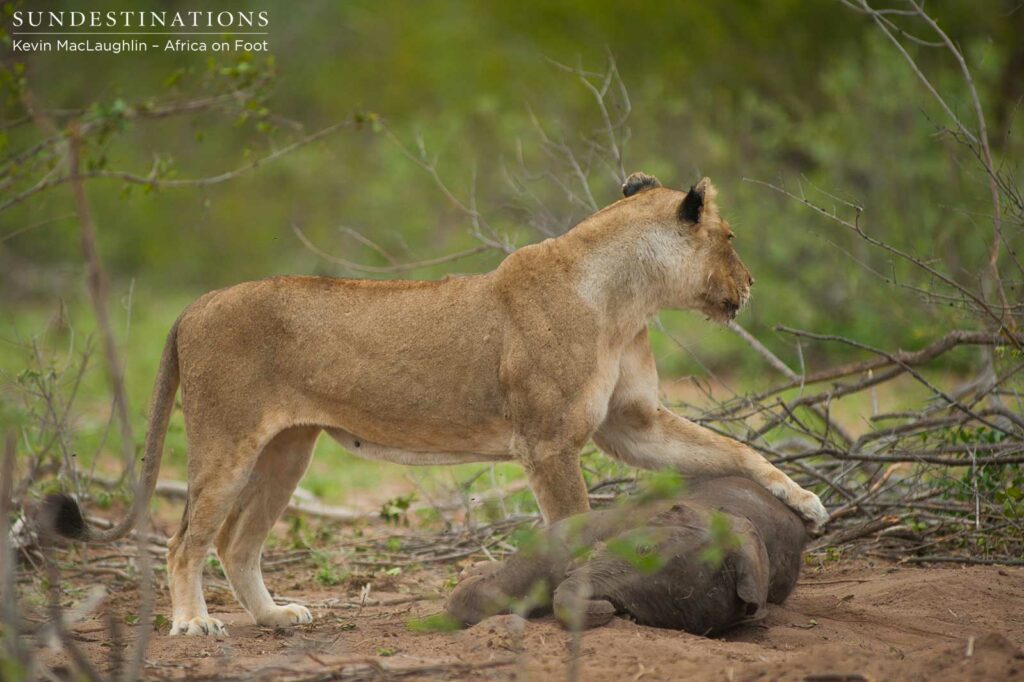 A Breakaway lioness assesses her environment A Breakaway lioness assesses her environment