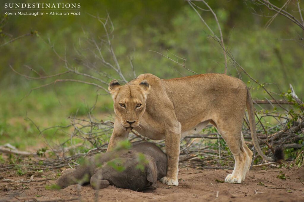 A Breakaway lioness assesses her environment A Breakaway lioness assesses her environment