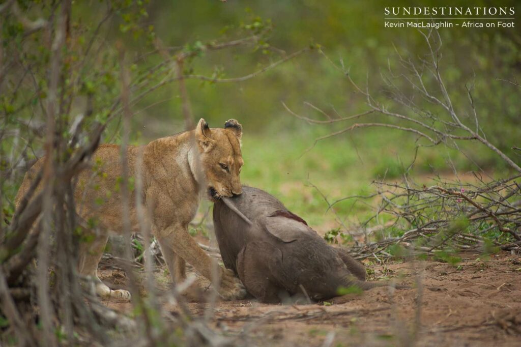 A final effort to haul the carcass into the shadows to feed safely A final effort to haul the carcass into the shadows to feed safely