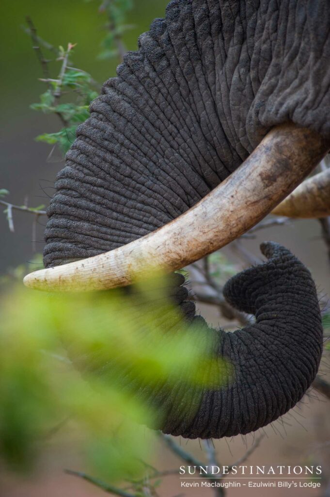 Feasting on the new abundance of leaves Feasting on the new abundance of leaves