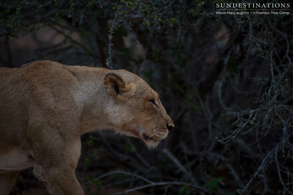Breakaway lioness on the prowl Breakaway lioness on the prowl