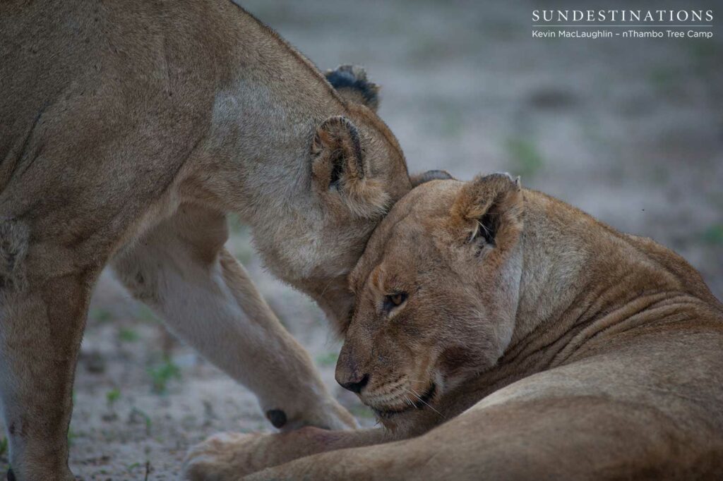 Ross Breakaway lionesses lie nearby the carcass as the Mapoza male feasted away Ross Breakaway lionesses lie nearby the carcass as the Mapoza male feasted away