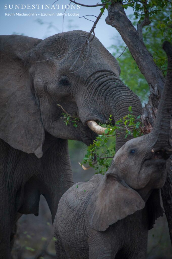 A young elephant shows the first signs of its tushers as it reaches to grasp the green growth of leaves A young elephant shows the first signs of its tushers as it reaches to grasp the green growth of leaves