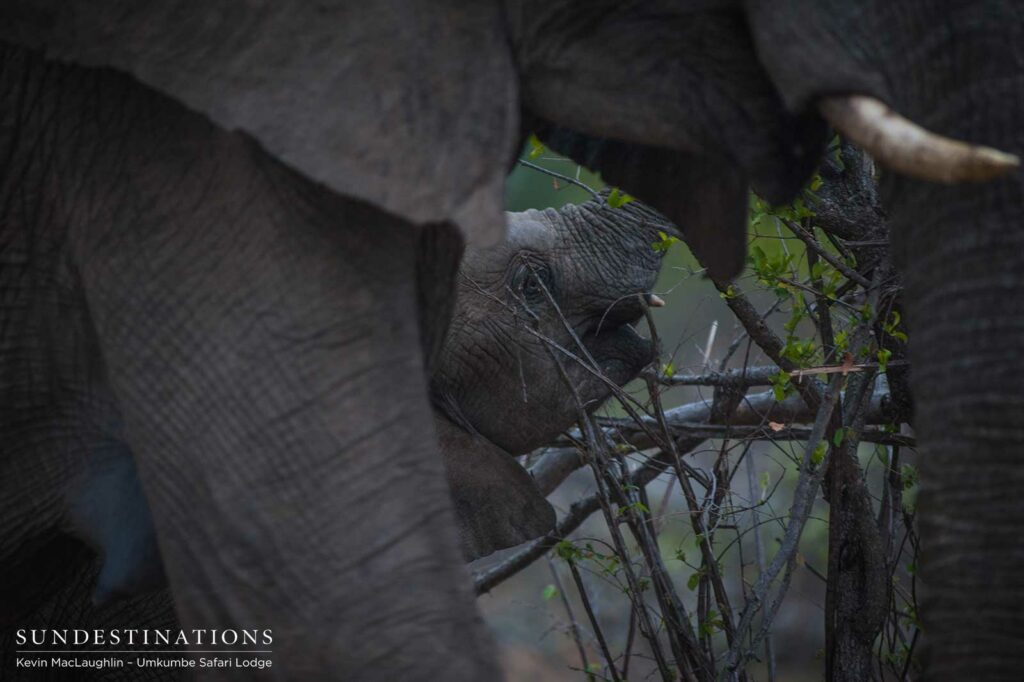 Elephants at every level Elephants at every level