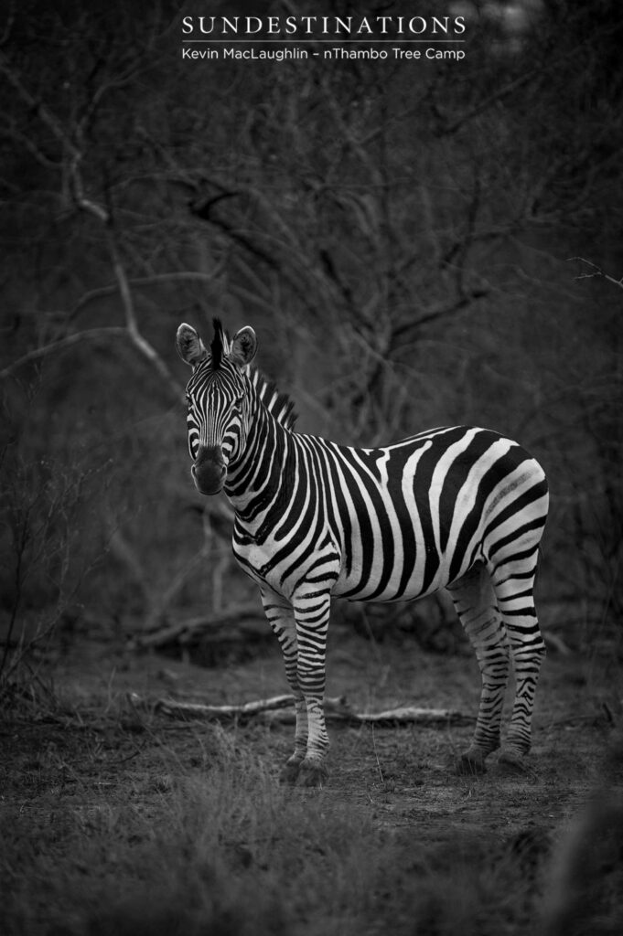 The zebra: always a vision in black and white The zebra: always a vision in black and white