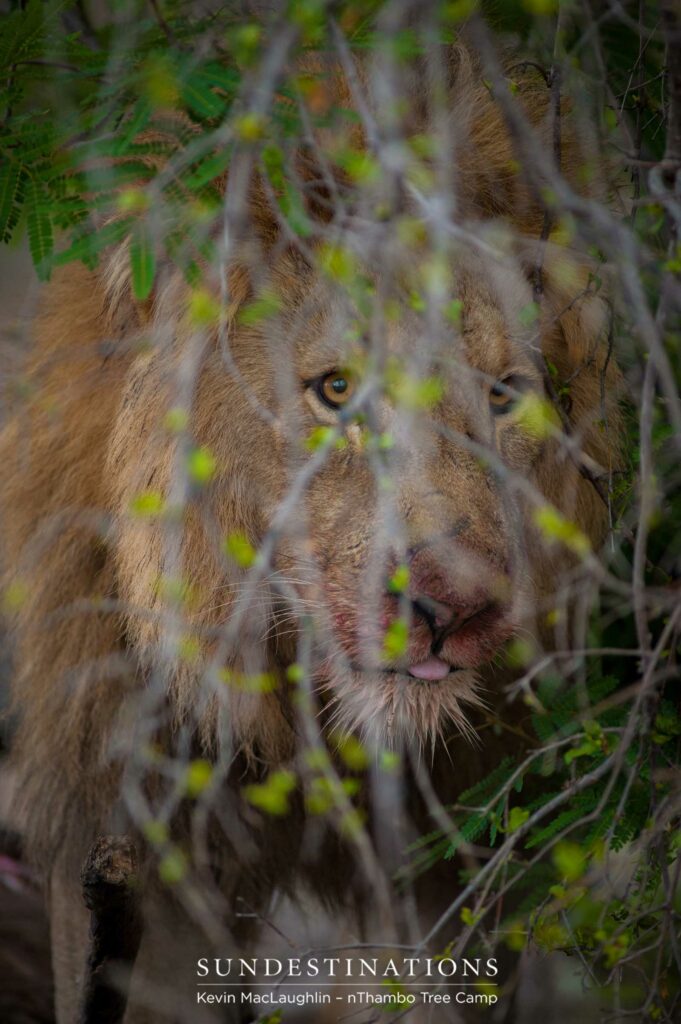 Mapoza male lion on a buffalo kill Mapoza male lion on a buffalo kill