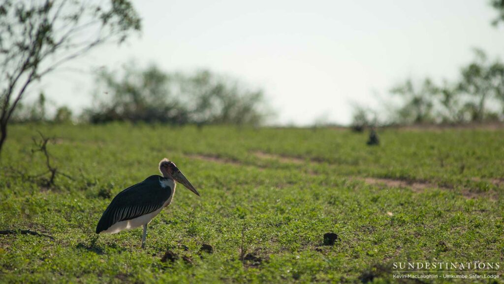 A marabou stork on a rolling lawn of new summer green A marabou stork on a rolling lawn of new summer green