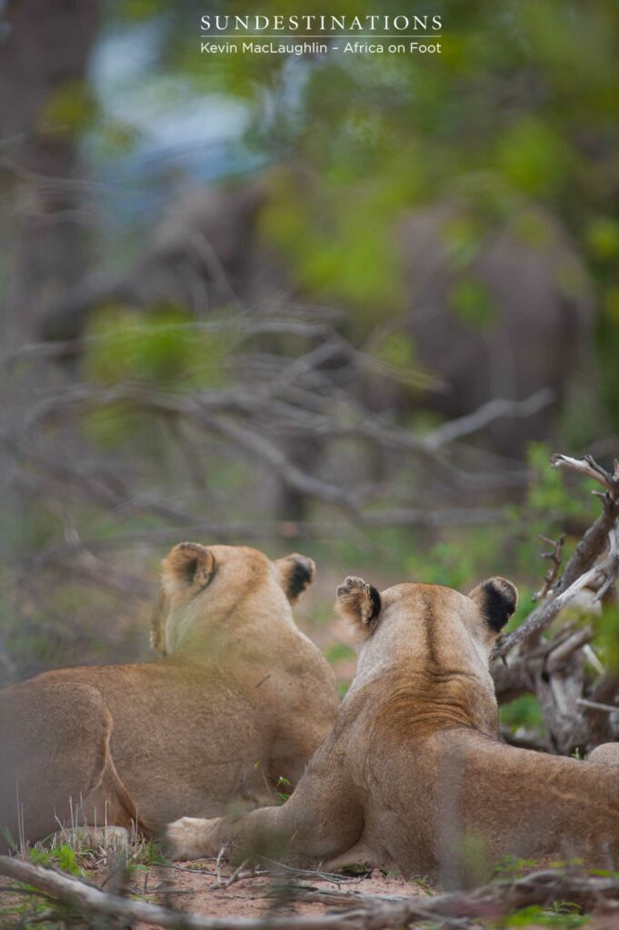 The Ross Breakaway lionesses lie and wait, watching the elephants as they huddled around the stillborn calf The Ross Breakaway lionesses lie and wait, watching the elephants as they huddled around the stillborn calf