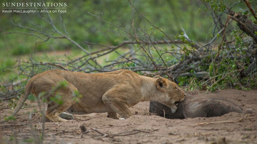 One lioness tries her luck at getting at the carcass while the elephants were distracted One lioness tries her luck at getting at the carcass while the elephants were distracted