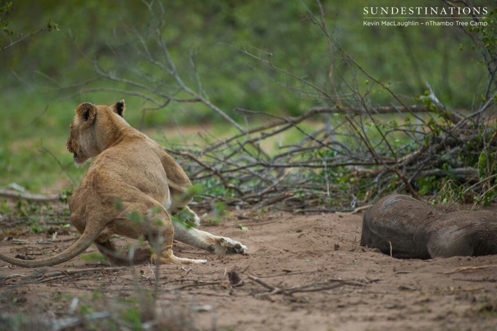 Lioness makes a quick getaway as the charging female elephant comes towards her Lioness makes a quick getaway as the charging female elephant comes towards her