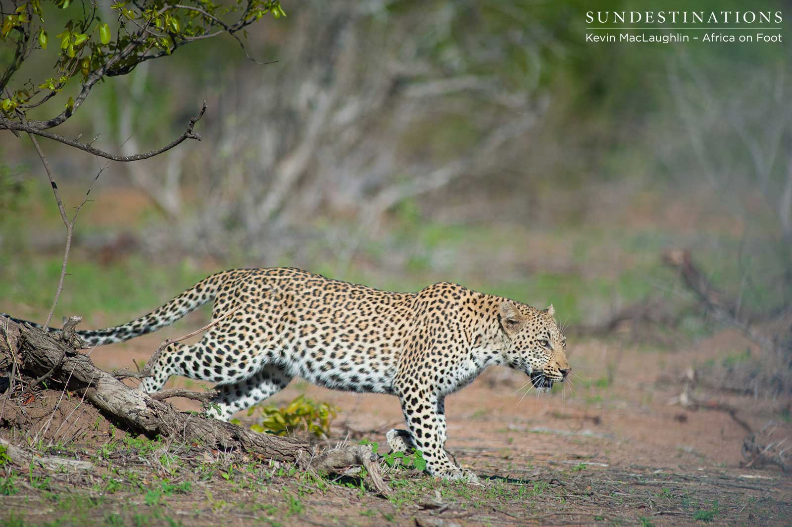 White Rock Africa on Foot White Rock Africa on Foot