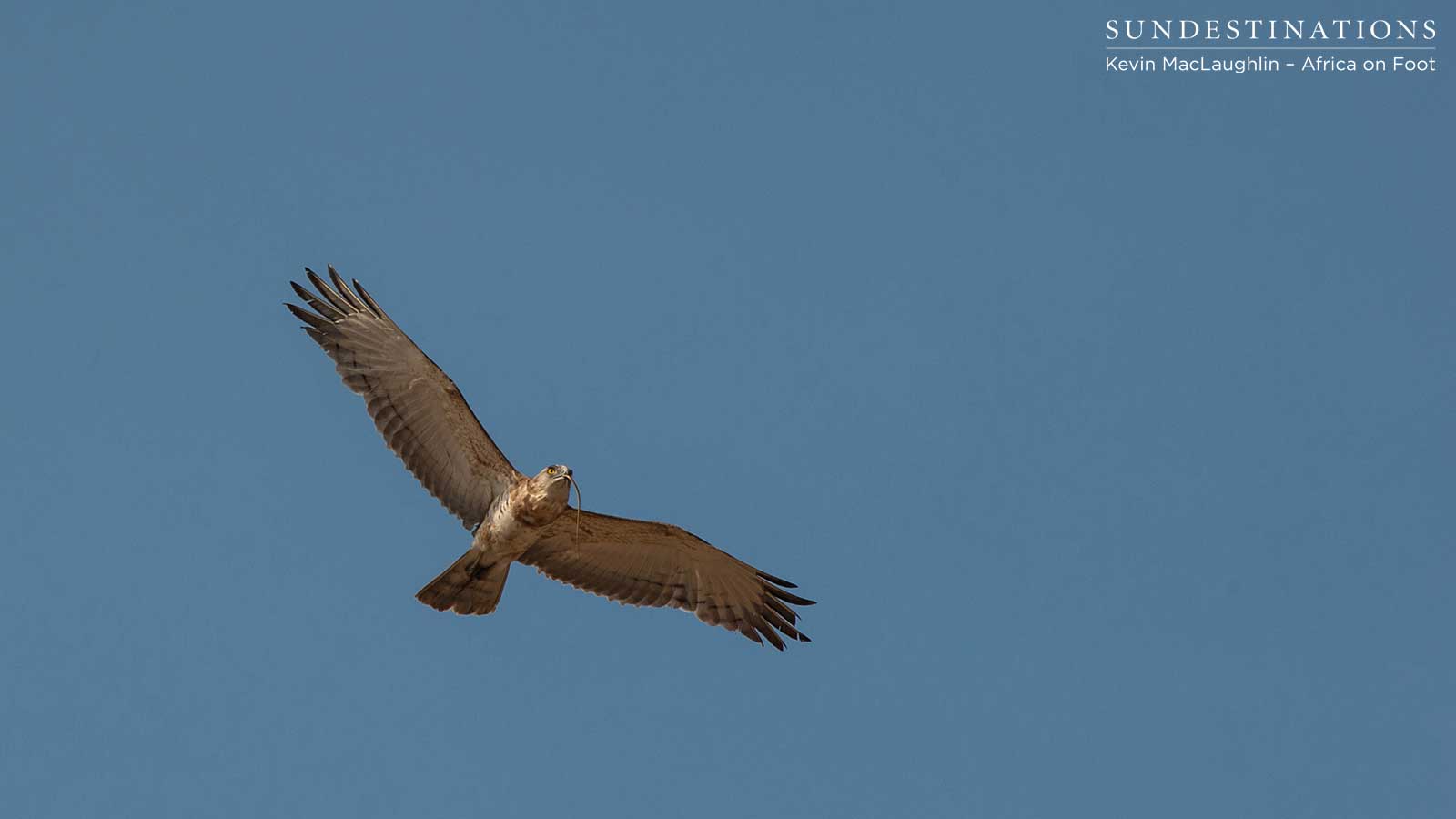 Juvenile Black-Chested Snake Eagle Juvenile Black-Chested Snake Eagle
