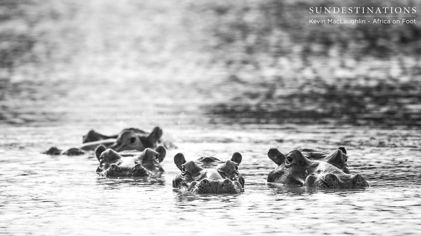 Bloat of Hippo - Klaserie Bloat of Hippo - Klaserie