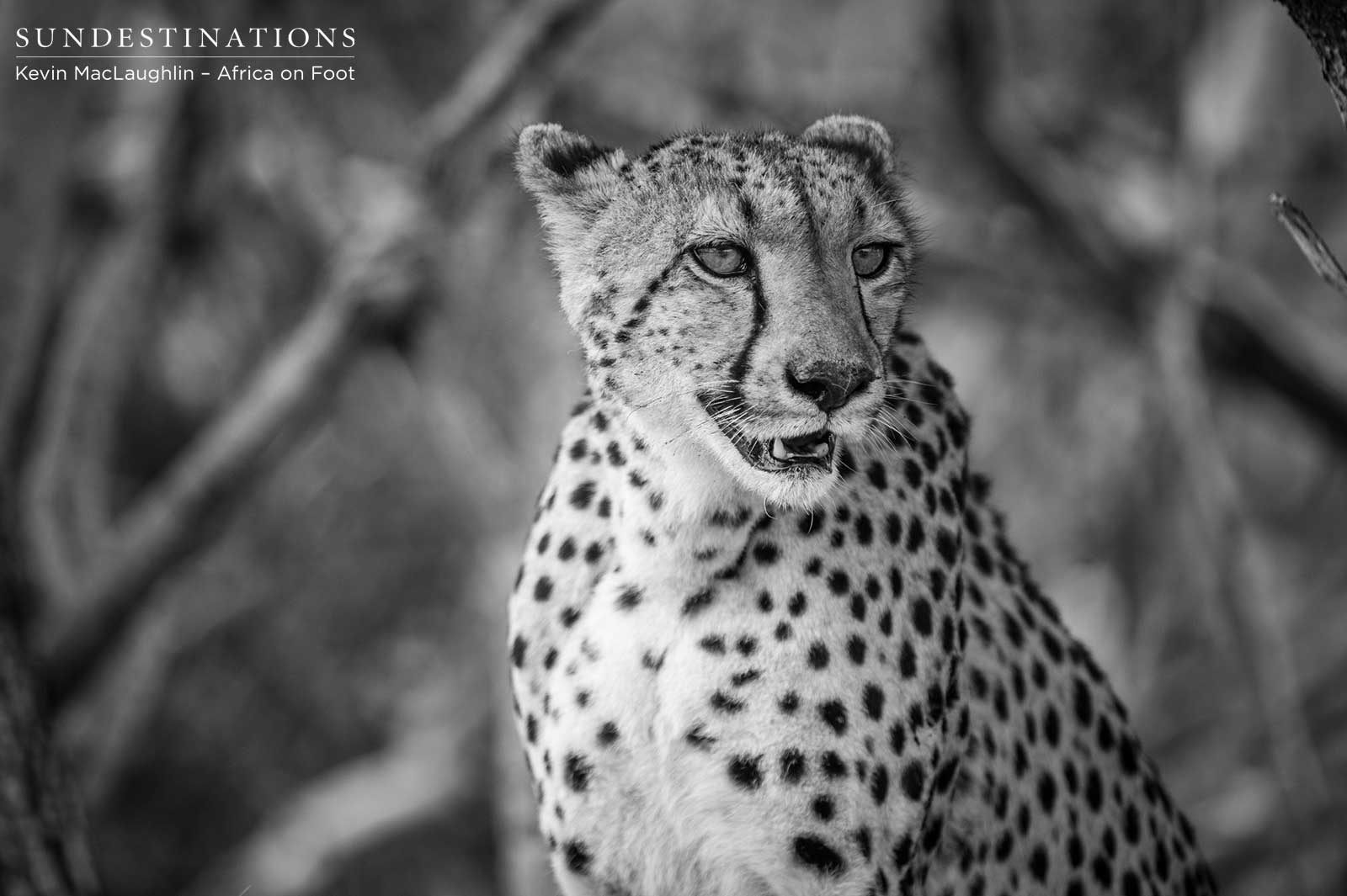 Cheetah in Klaserie Cheetah in Klaserie