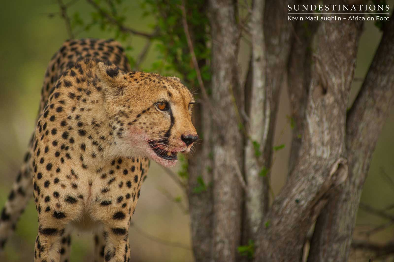 Cheetah in Klaserie Cheetah in Klaserie