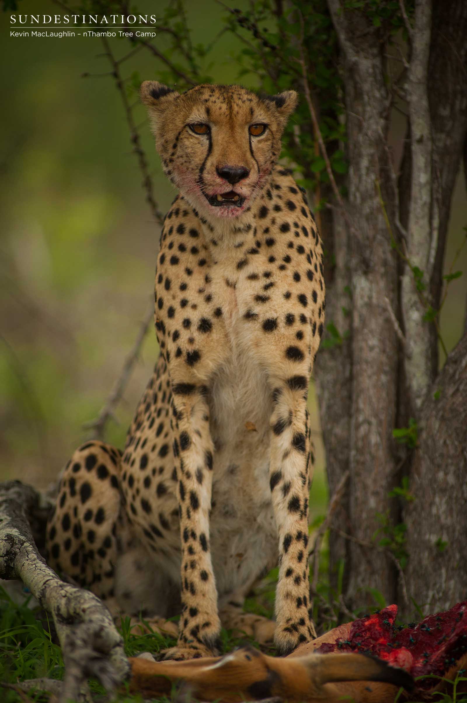 Klaserie Big Cat Klaserie Big Cat