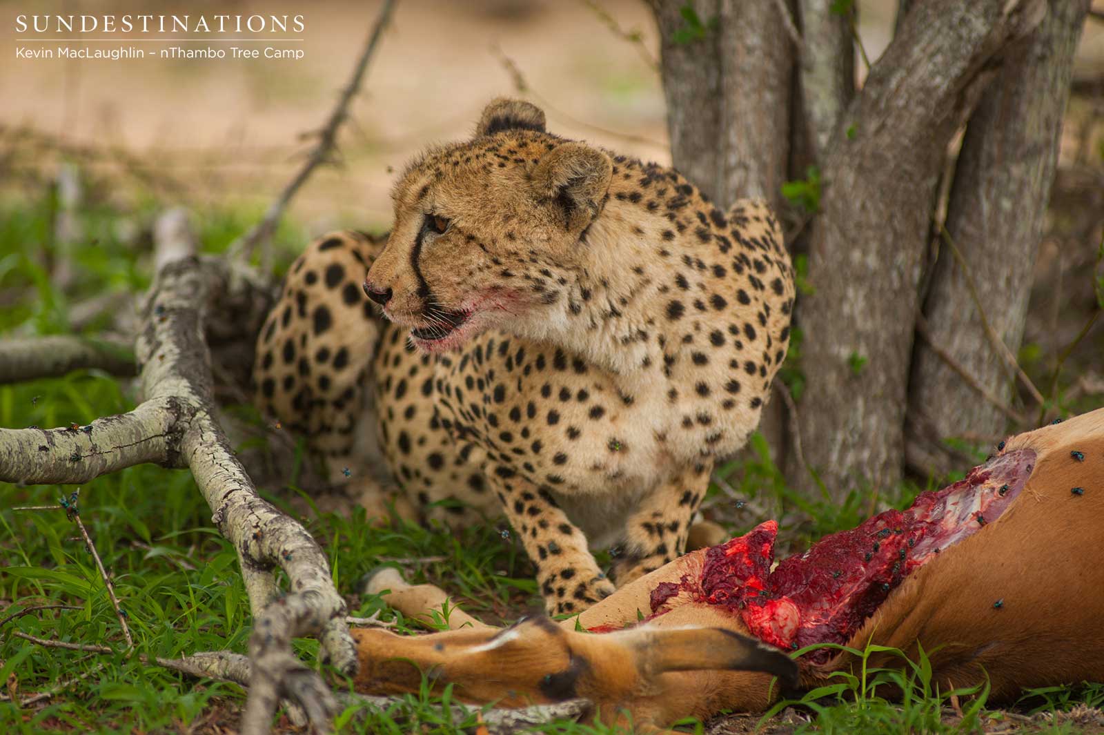 Cheetah Kill Feasting Kill Cheetah Kill Feasting Kill