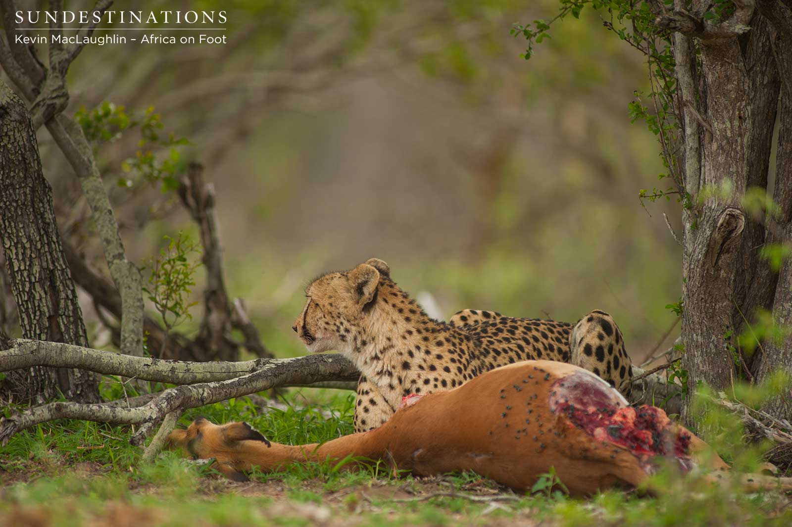 nThambo Cheeath on Kill nThambo Cheeath on Kill