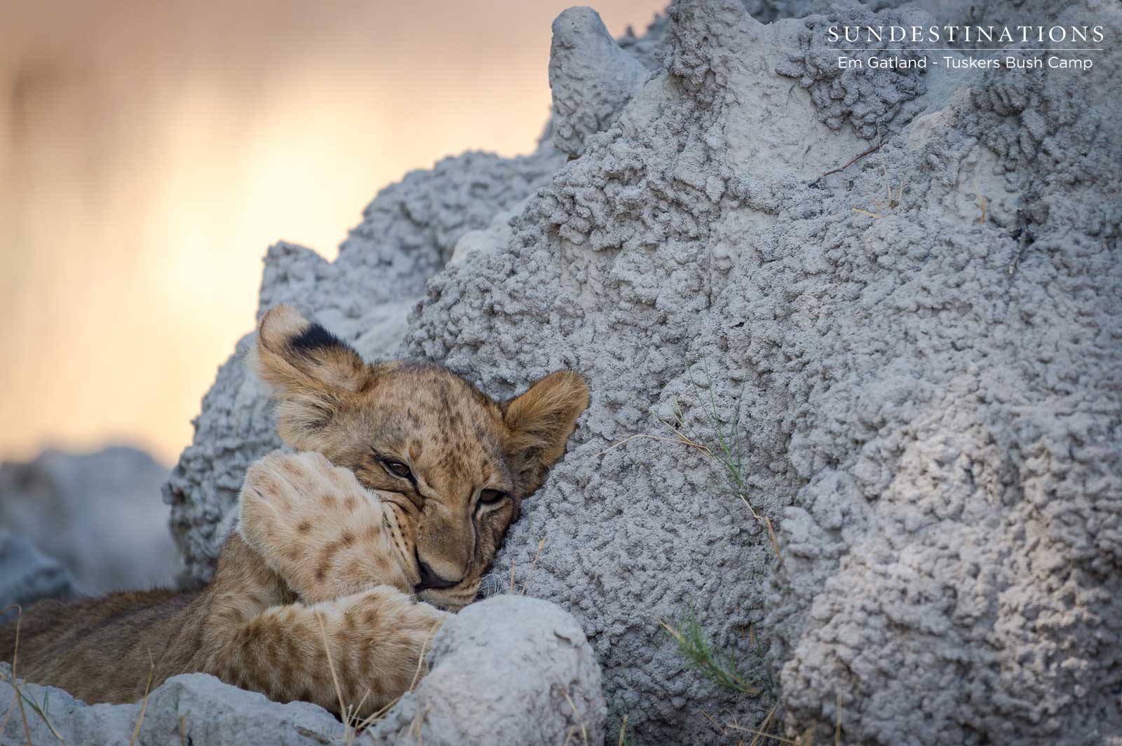 Lion Cubs at Tuskers Lion Cubs at Tuskers