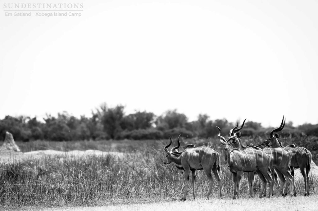 Kudu bulls staying close as they move through the open in Moremi Game Reserve Kudu bulls staying close as they move through the open in Moremi Game Reserve