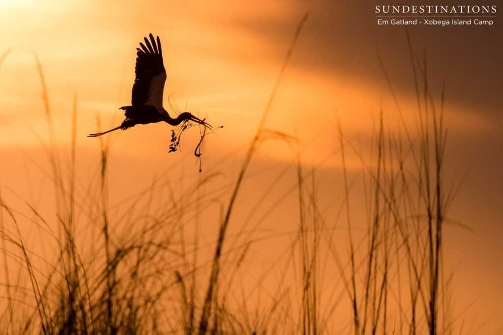 A stork making delivery in the Okavango Delta A stork making delivery in the Okavango Delta