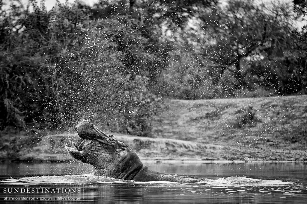 A monstrous declaration of territory A monstrous declaration of territory