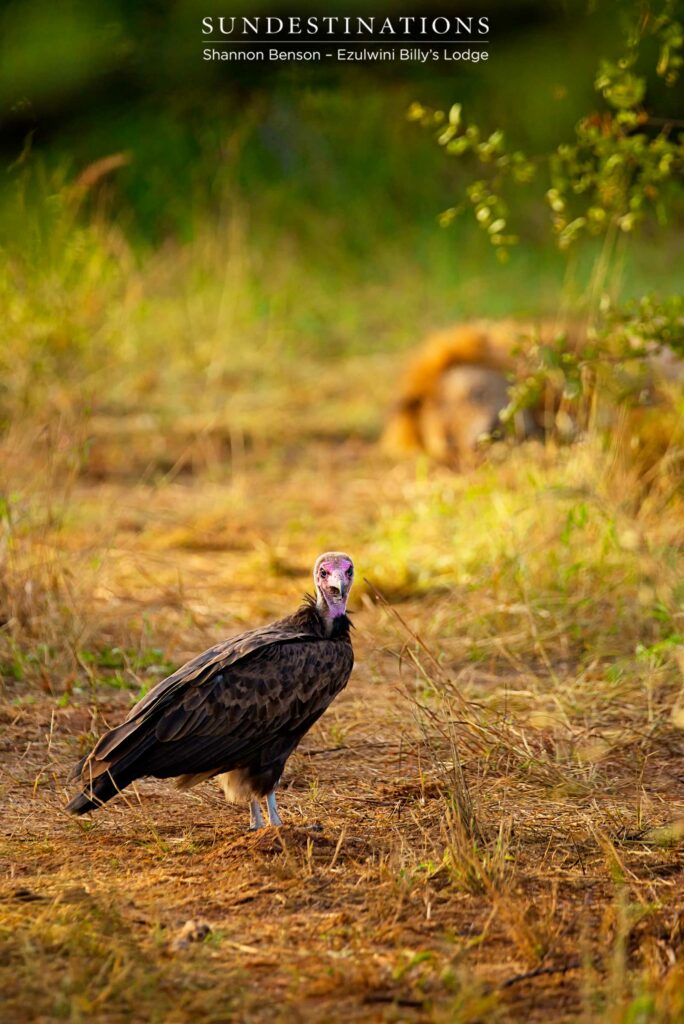 A hooded vulture checking if the coast is clear... A hooded vulture checking if the coast is clear...