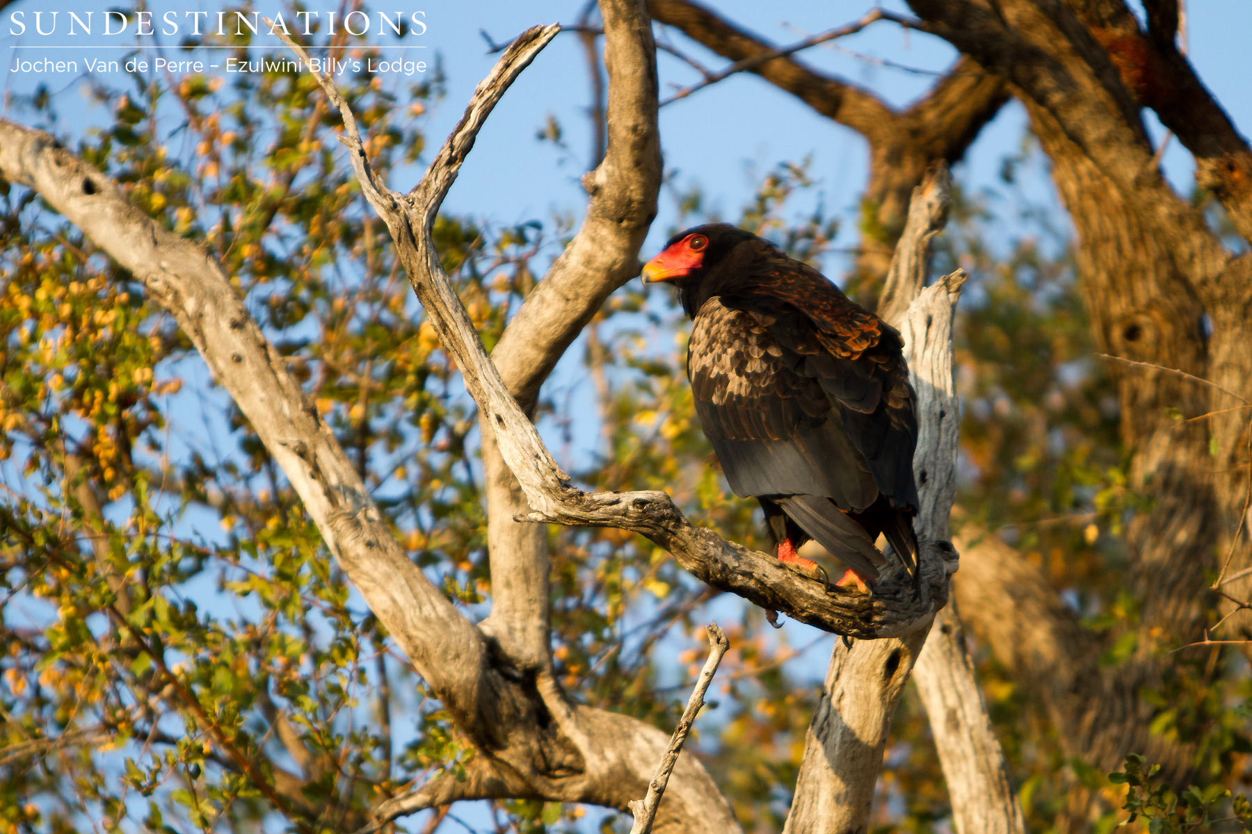 Bateleur Eagle Bateleur Eagle