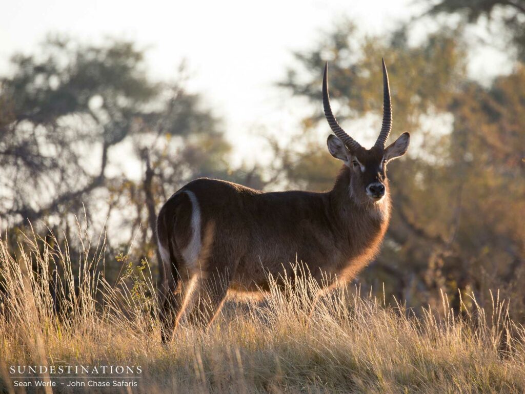 A waterbuck stands proud, backlit by the morning light A waterbuck stands proud, backlit by the morning light