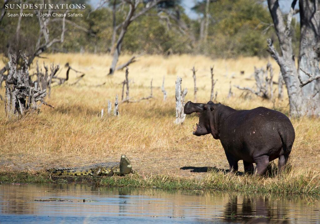 Agreeing to disagree: a hippo and a Nile crocodile Agreeing to disagree: a hippo and a Nile crocodile