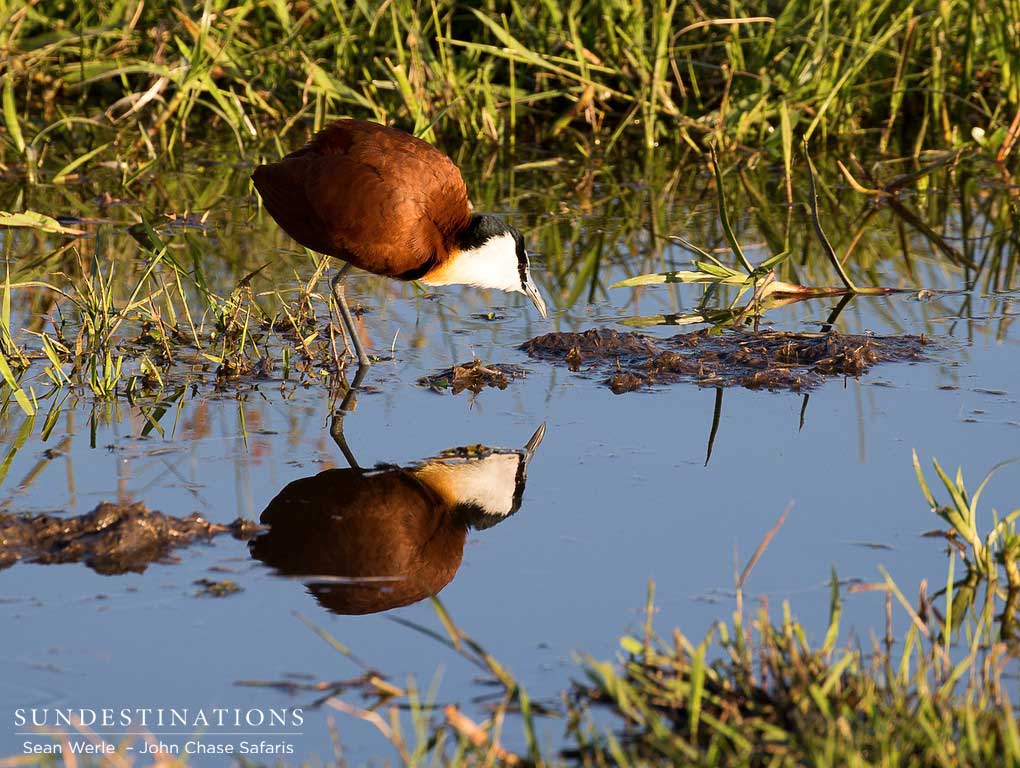 An African jacana bows to greet its reflection An African jacana bows to greet its reflection