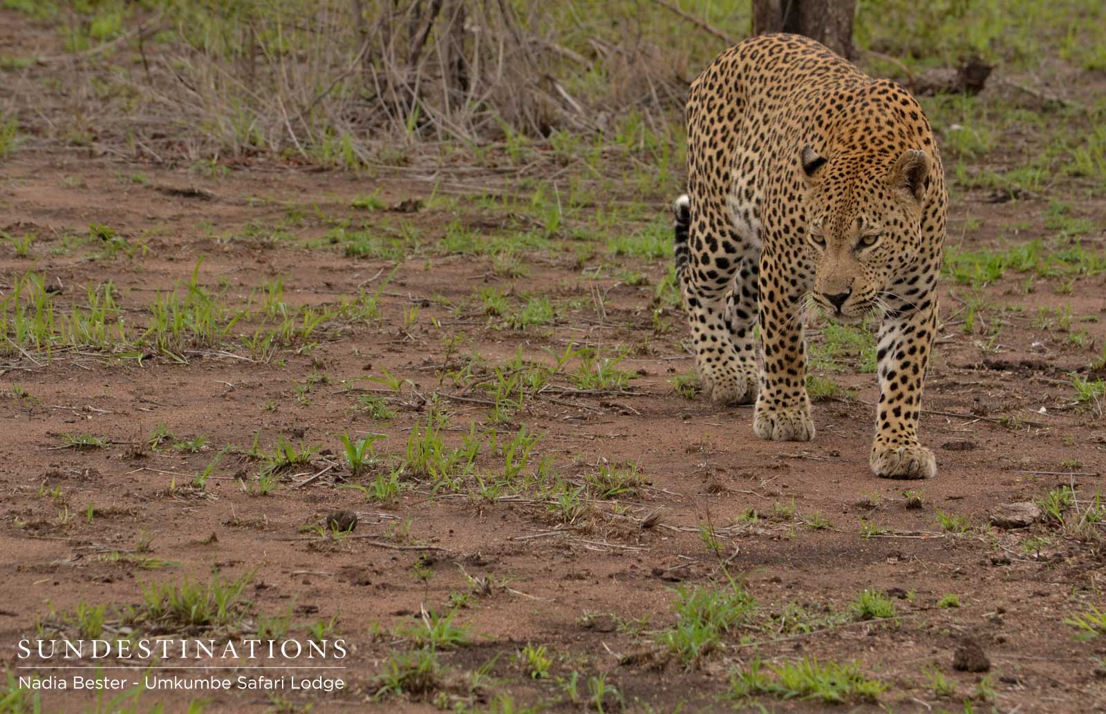 Mxabene Watches Hyenas Mxabene Watches Hyenas