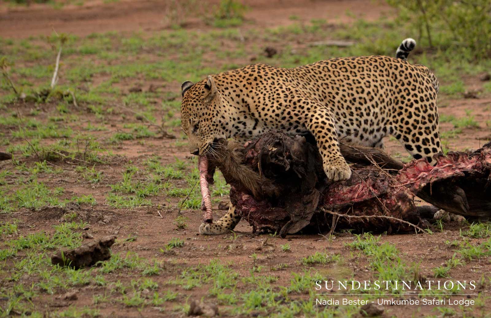 Leopard in Sabi Sand Leopard in Sabi Sand