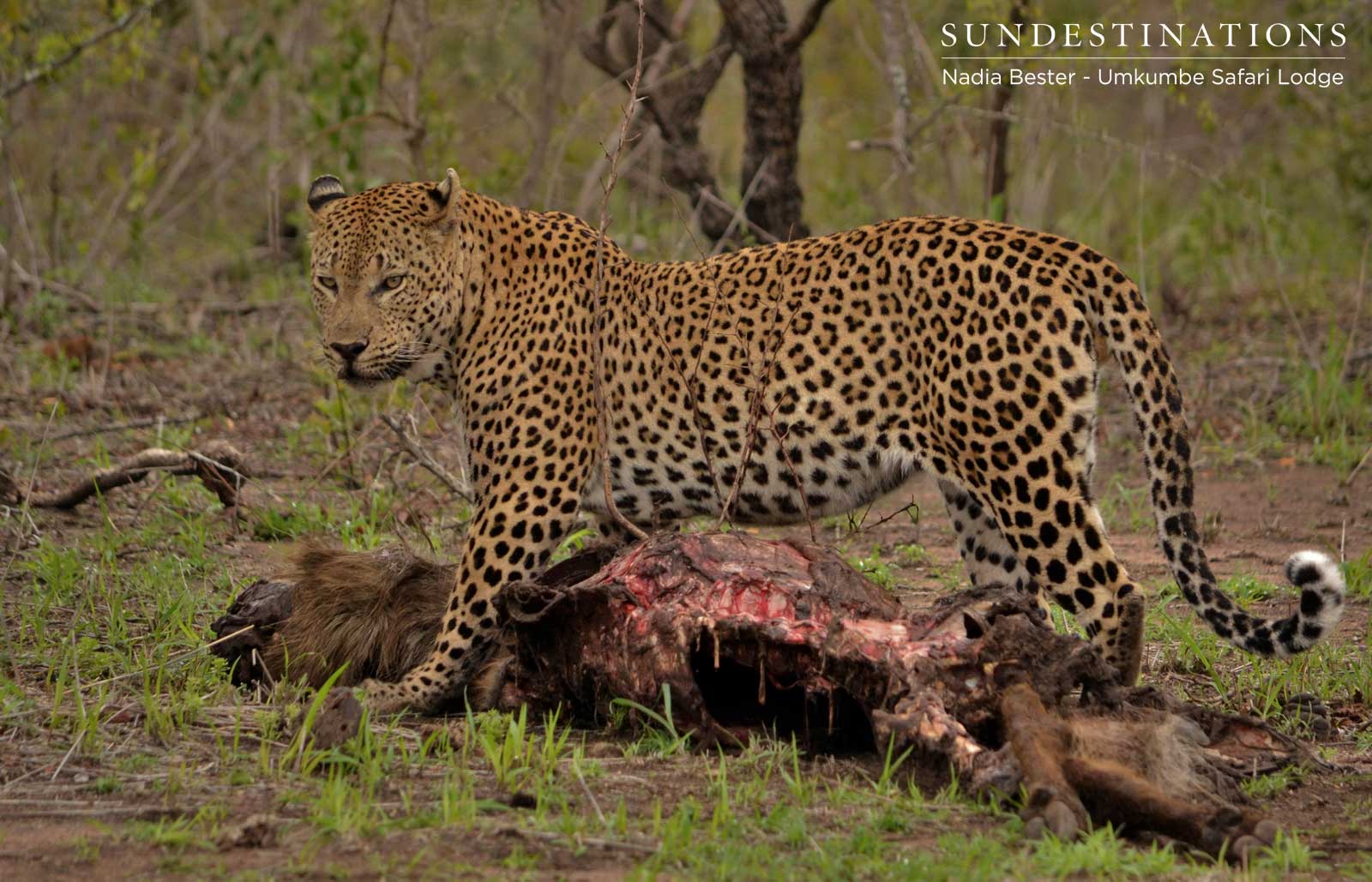 Mxabene with Waterbuck Kill Mxabene with Waterbuck Kill