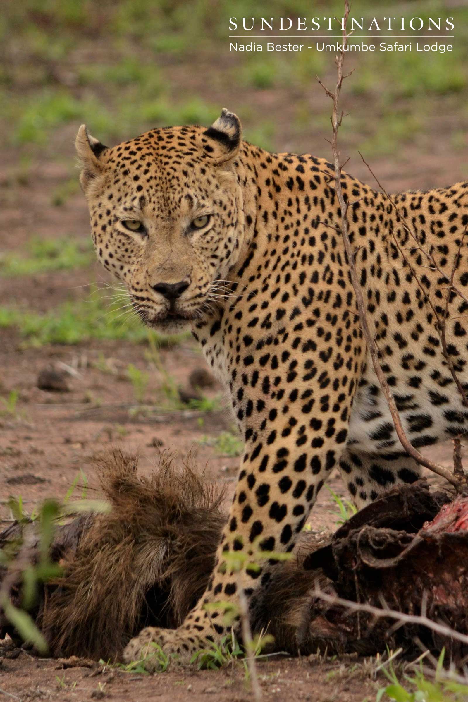 Tom Cat Mxabene Tom Cat Mxabene